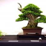 Bonsai Club Torino Serata Tasso