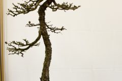 DSC_9757-1