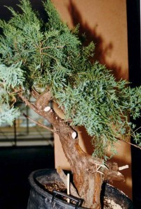 Bonsai Club Torino - Lodi8