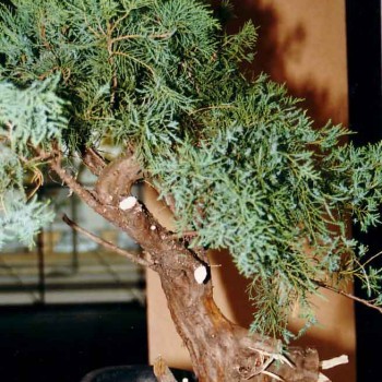 Bonsai Club Torino - Lodi8
