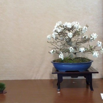 Follia in Fiore 2015