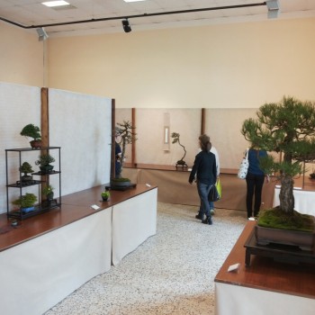 Follia in Fiore 2015